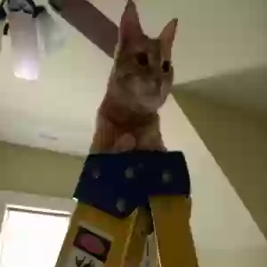 lost male cat henry